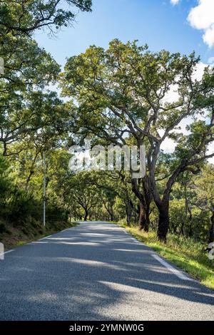 Eine schmale asphaltierte Landstraße führt durch einen leichten Wald auf einem Hügel im Hinterland der Cote d`ázure. Stockfoto